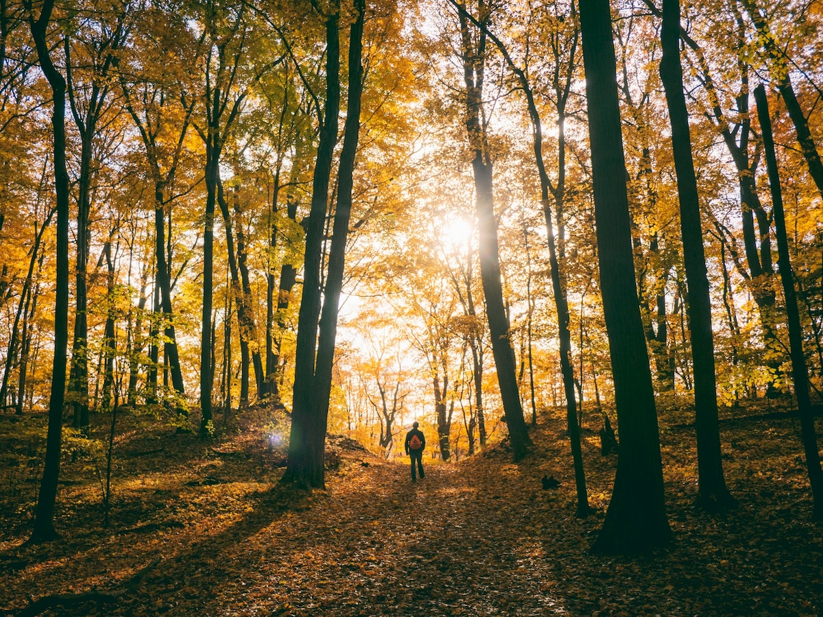 A person hiking in the woods and connecting with nature.