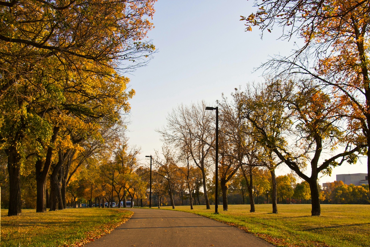 Walkway of trees with the leaves changing colors for fall